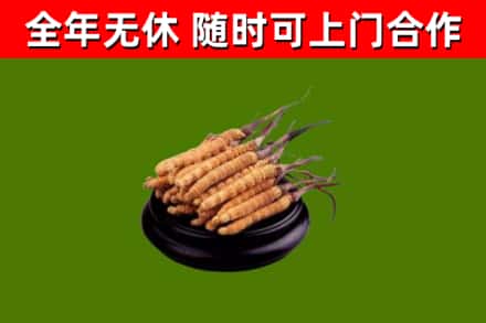 来宾烟酒回收冬虫夏草.jpg